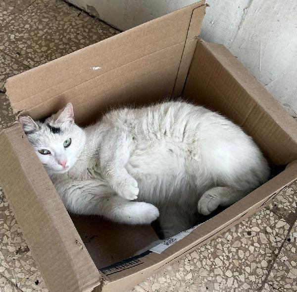 MINETTE, meravigliosa creatura Foto 2